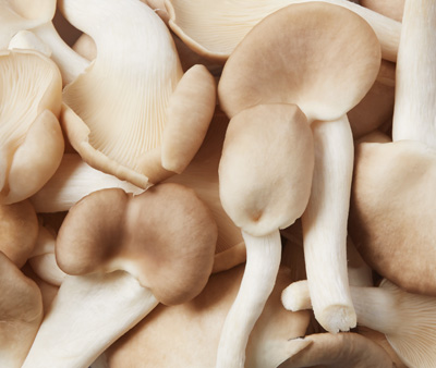 Fresh Abalone Mushrooms